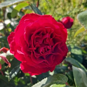 Rosa 'Ingrid Bergman'