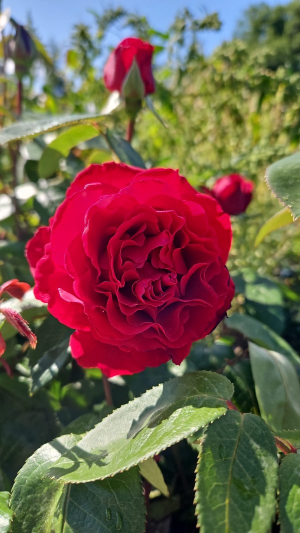 Rosa 'Ingrid Bergman'