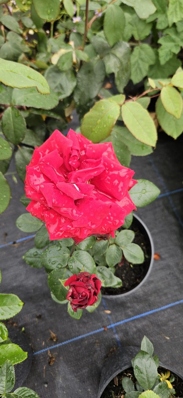 Rosa 'Ingrid Bergman'