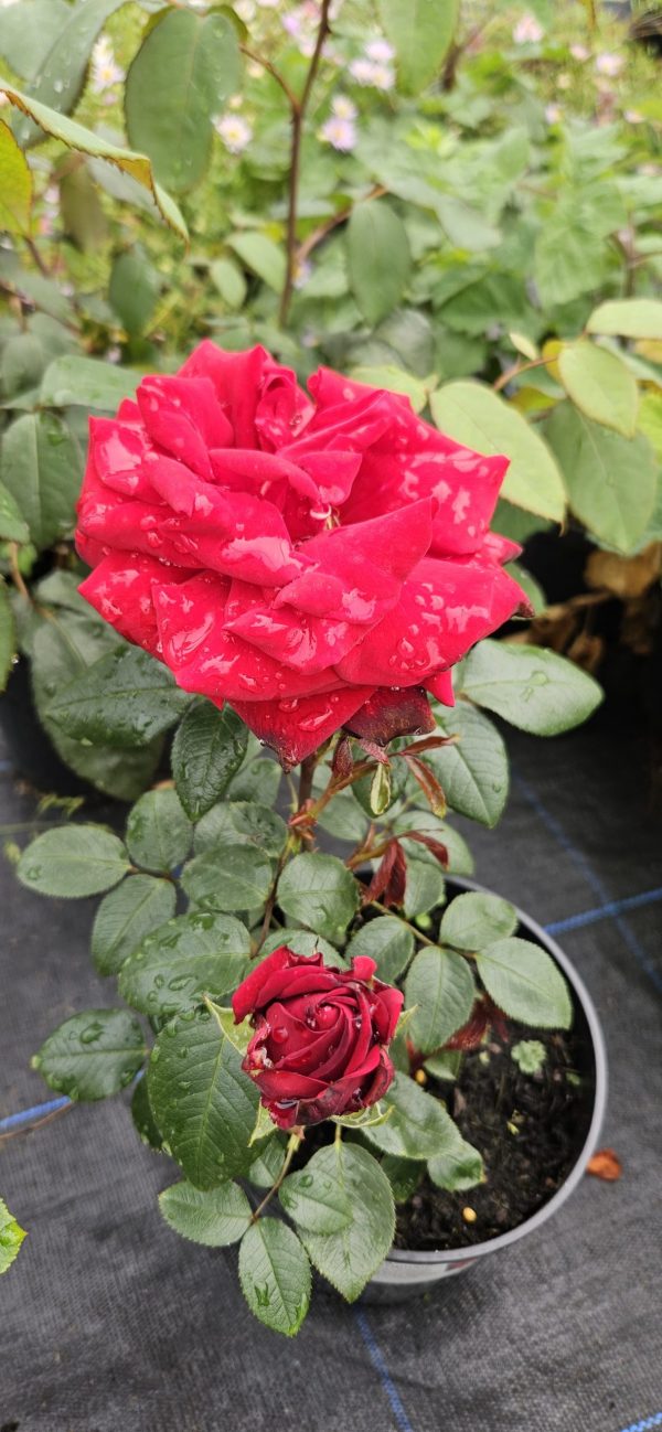 Rosa 'Ingrid Bergman'