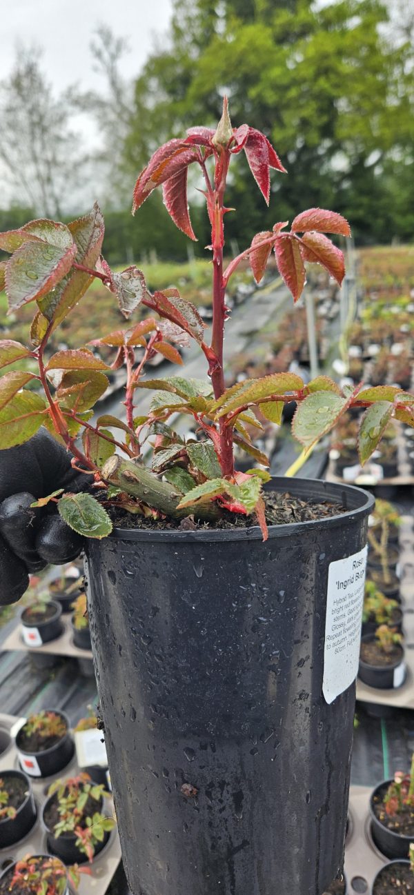 Rosa 'Ingrid Bergman'