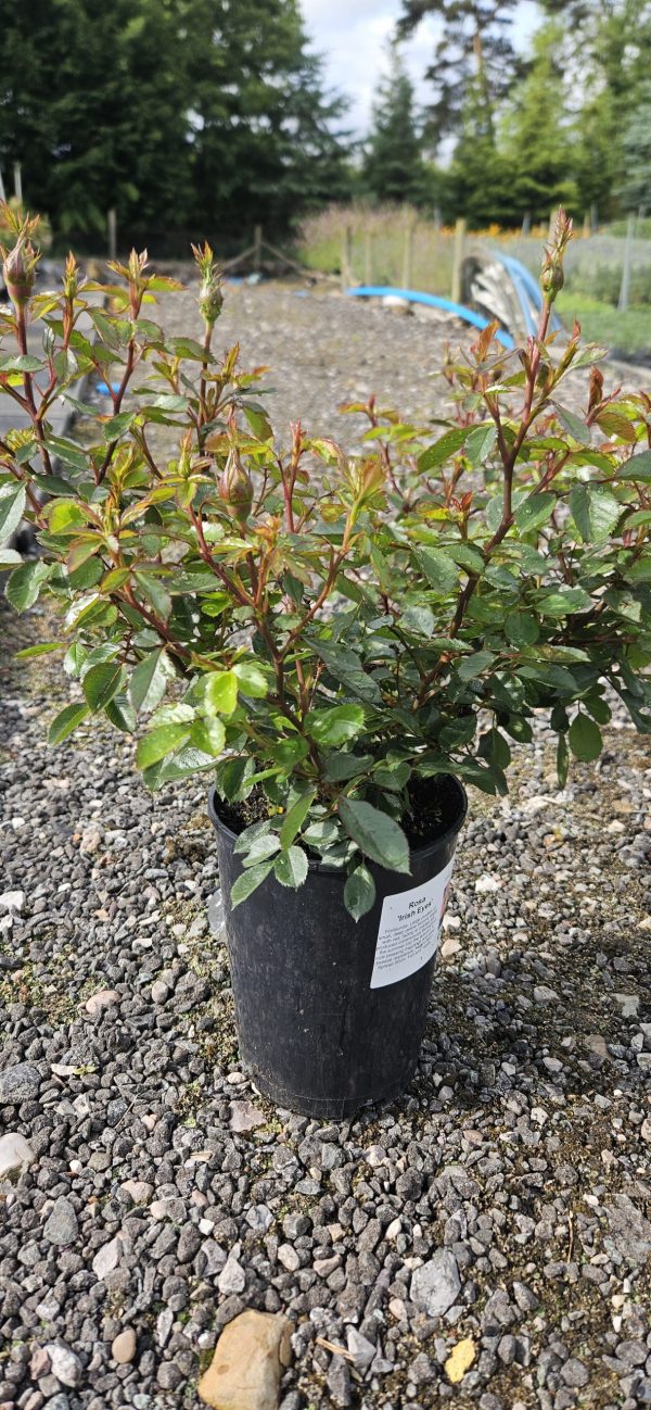 Rosa 'Irish Eyes'