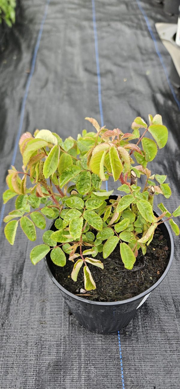 Rosa 'Jacques Cartier'