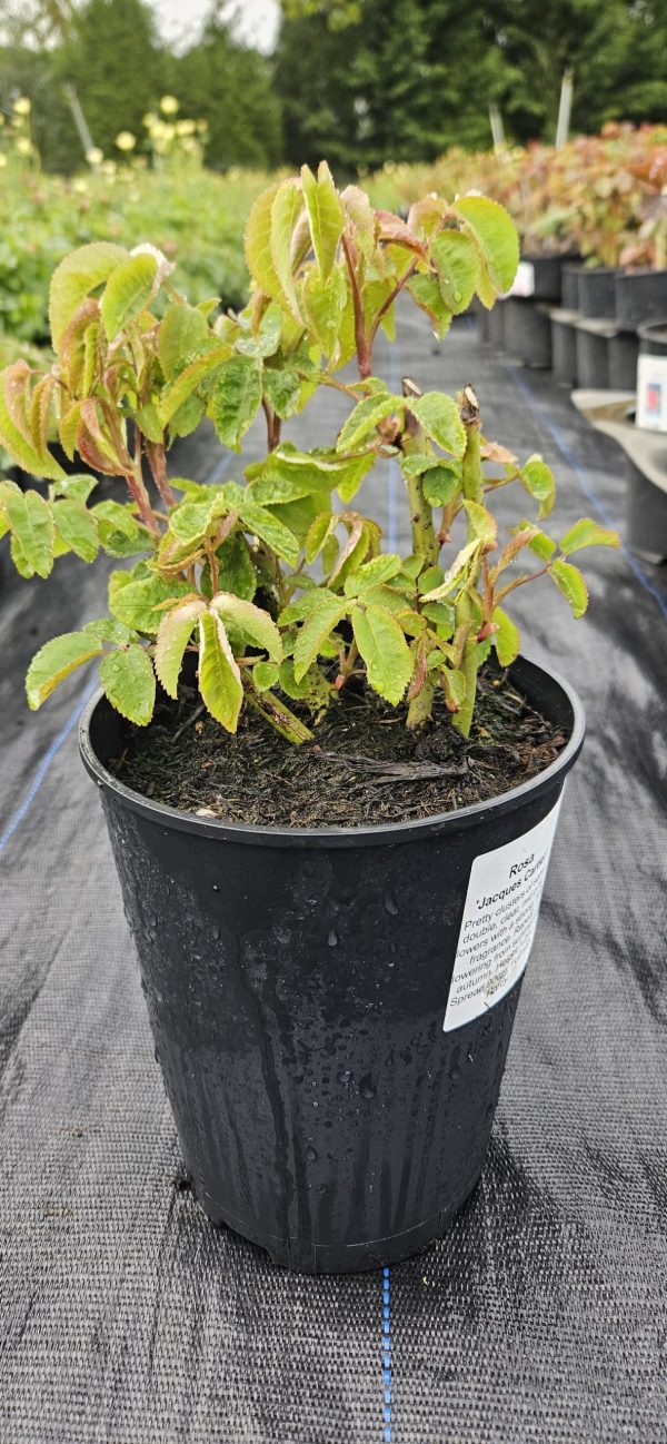 Rosa 'Jacques Cartier'