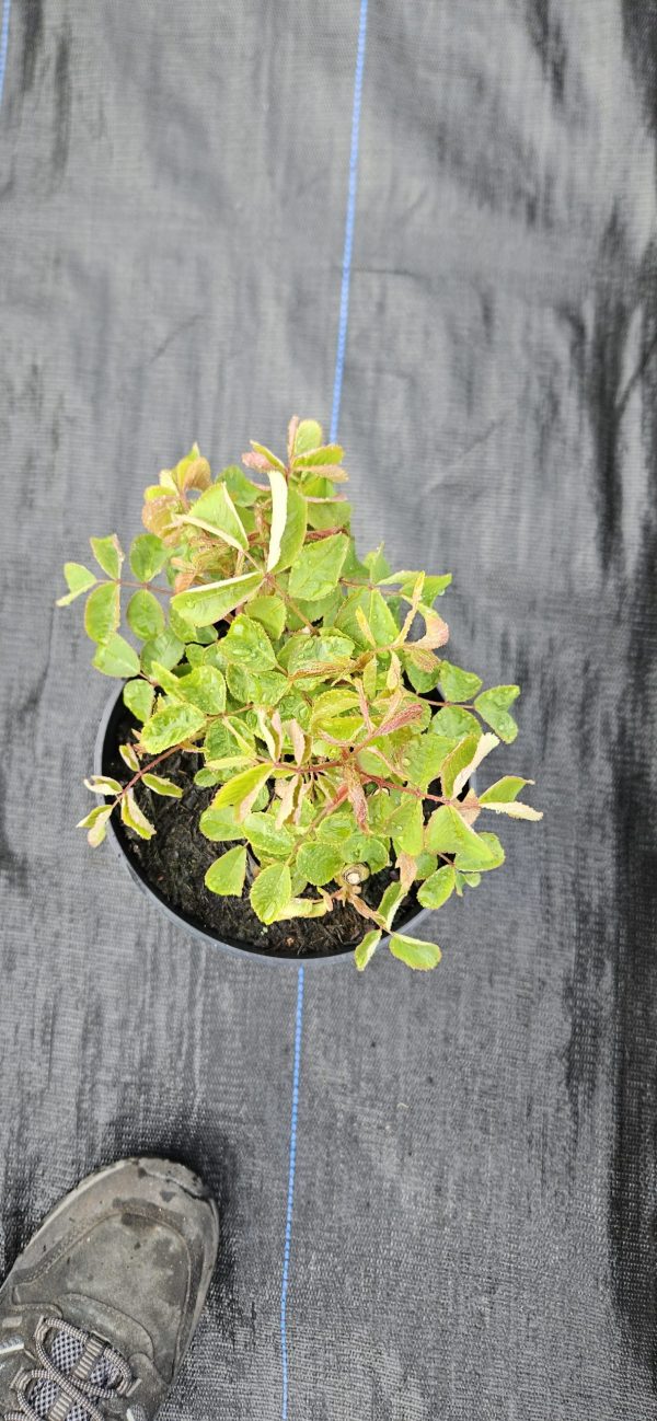 Rosa 'Jacques Cartier'