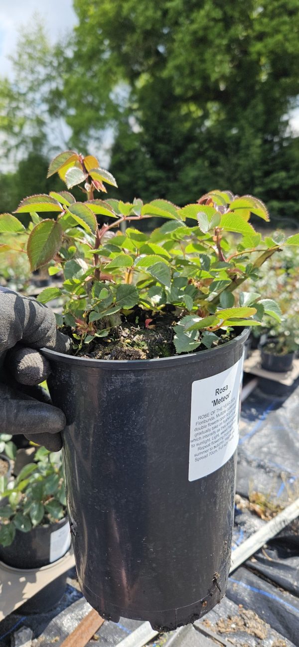 Rosa 'Meteor'