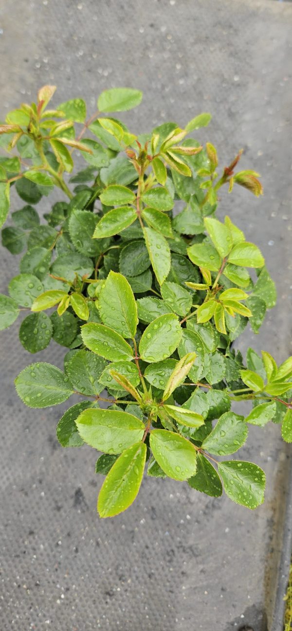 Rosa 'Moment in Time'