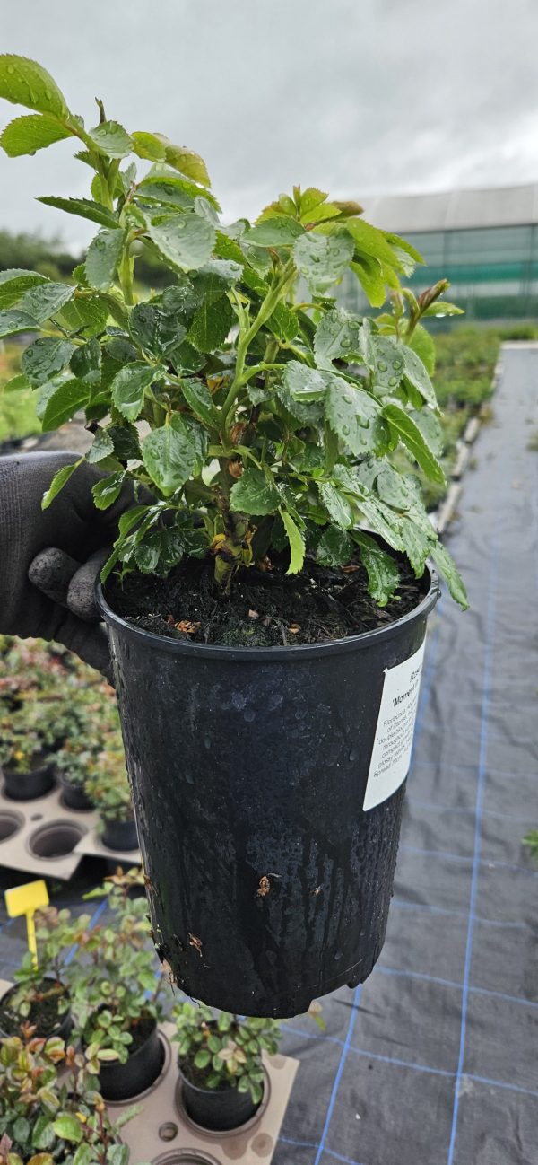 Rosa 'Moment in Time'