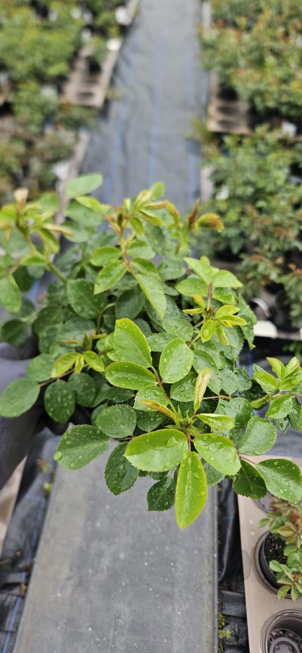 Rosa 'Moment in Time'