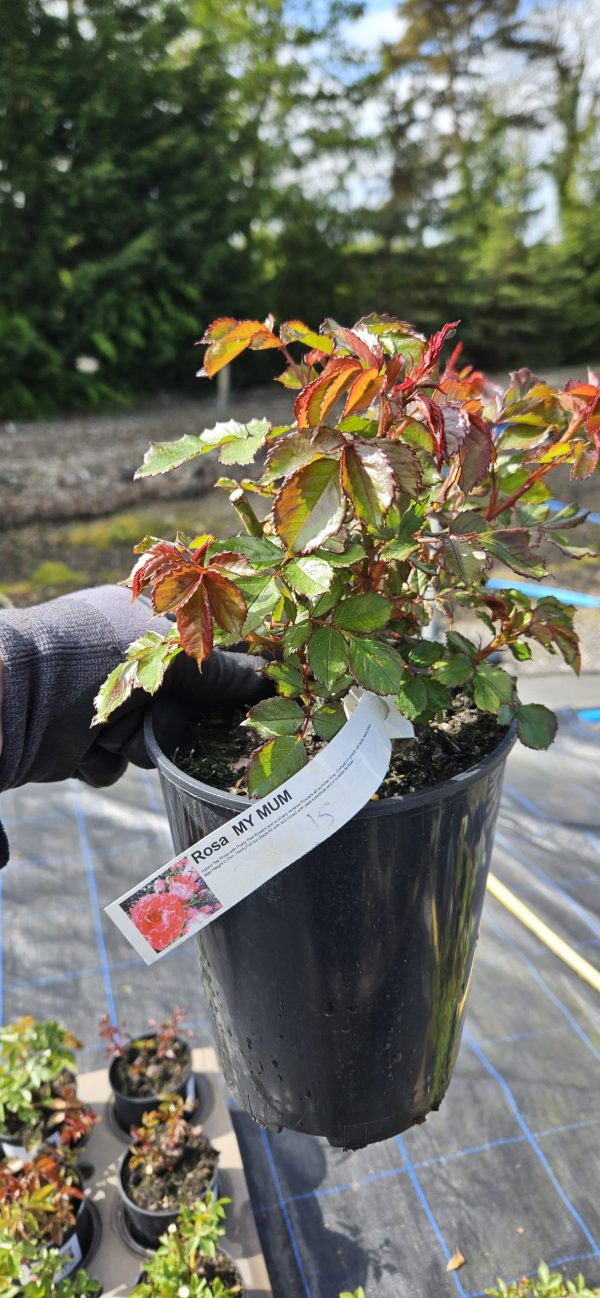 Rosa 'My Mum'