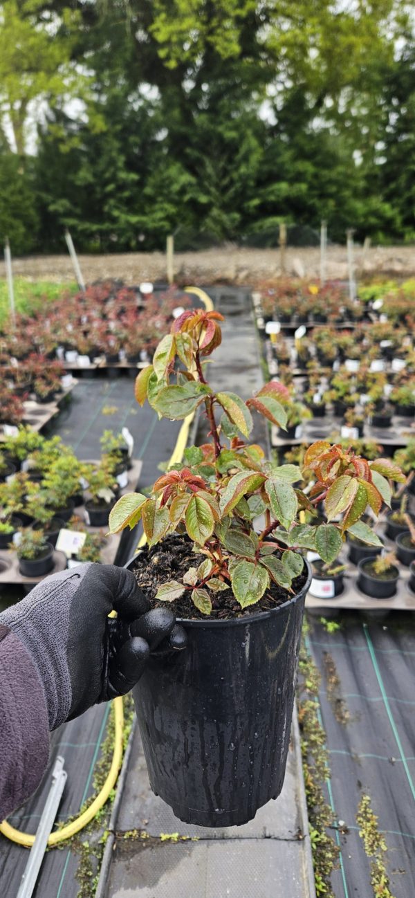 Rosa 'Peace' Rosa 'Peace'