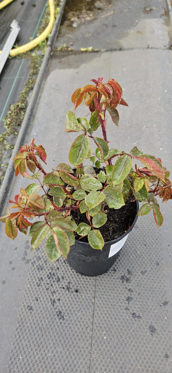 Rosa 'Peace'2 Rosa 'Peace'