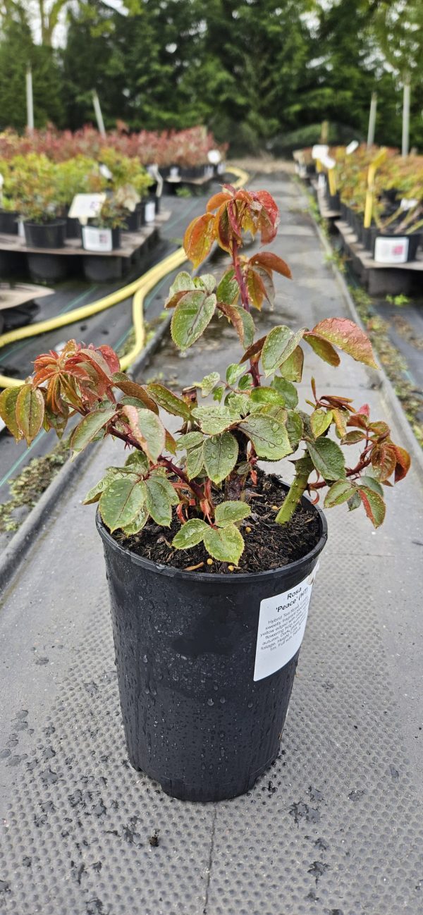 Rosa 'Peace'3 Rosa 'Peace'