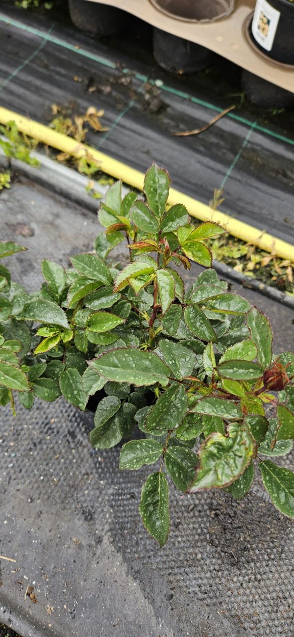 Rosa 'Remember Me'2 Rosa 'Remember Me'