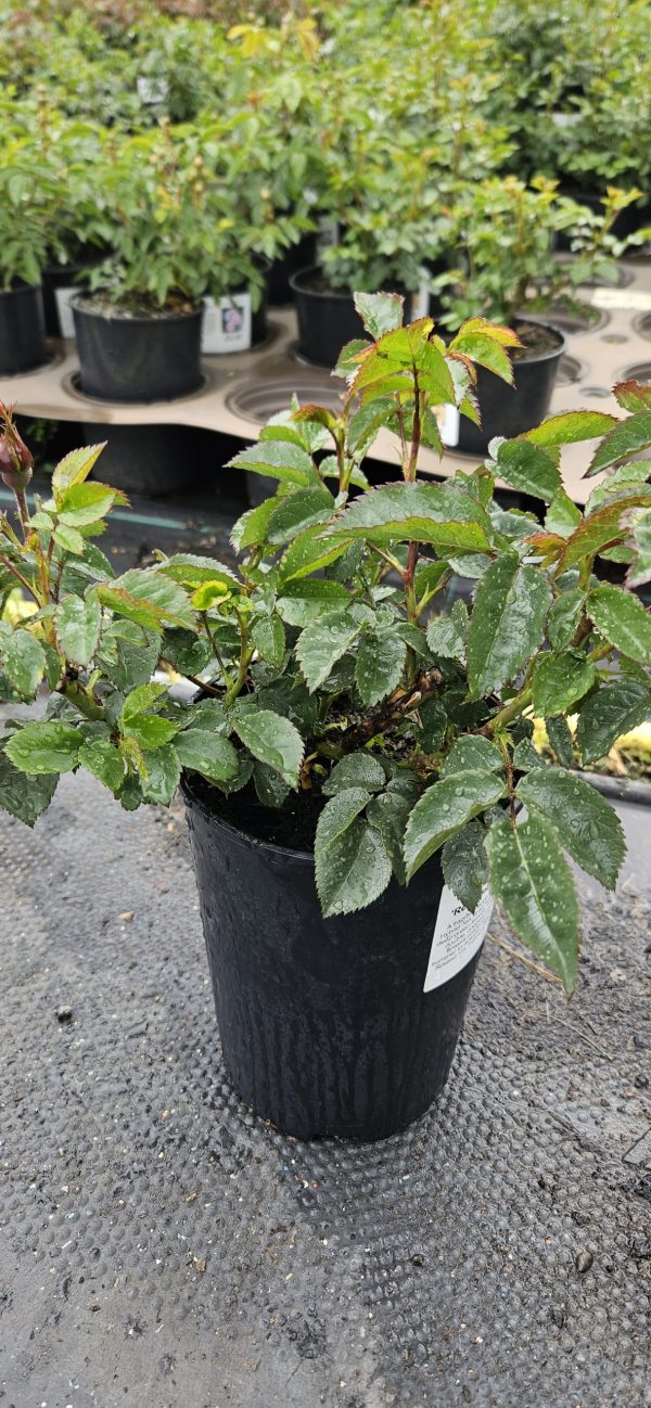 Rosa 'Remember Me'3 Rosa 'Remember Me'