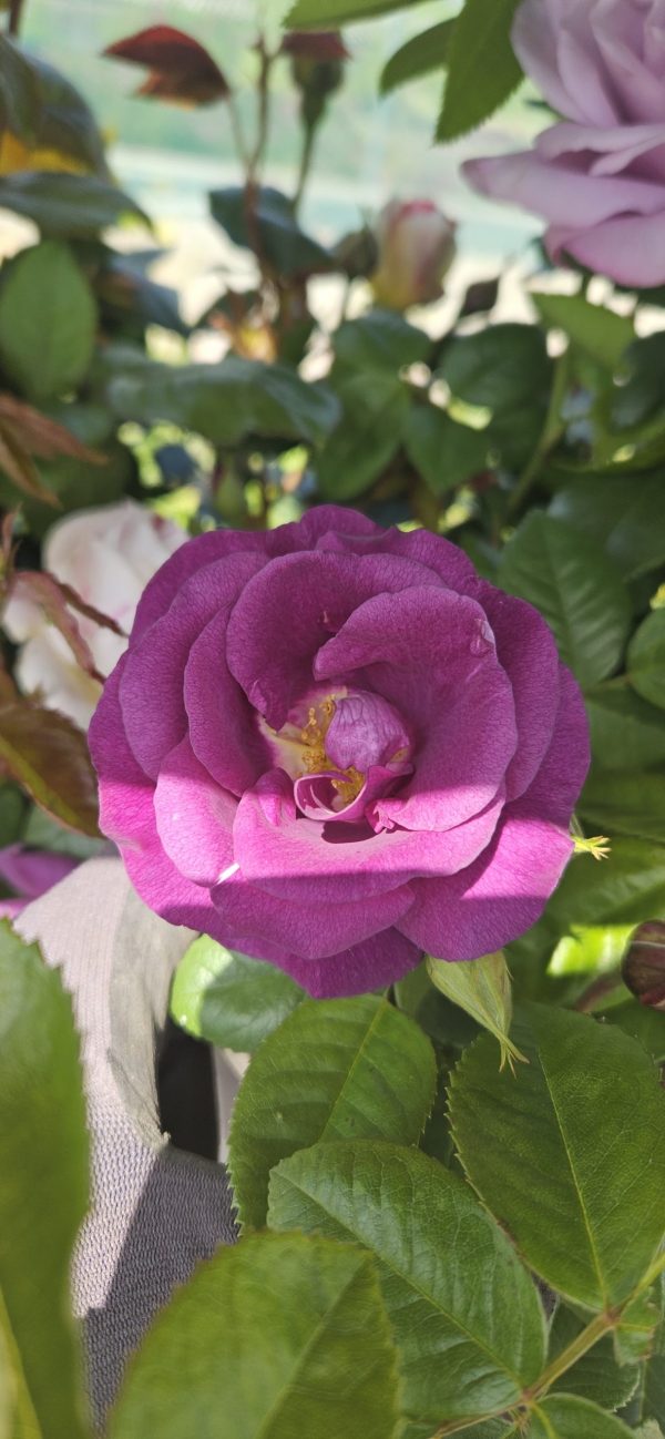 Rosa 'Rhapsody in Blue'
