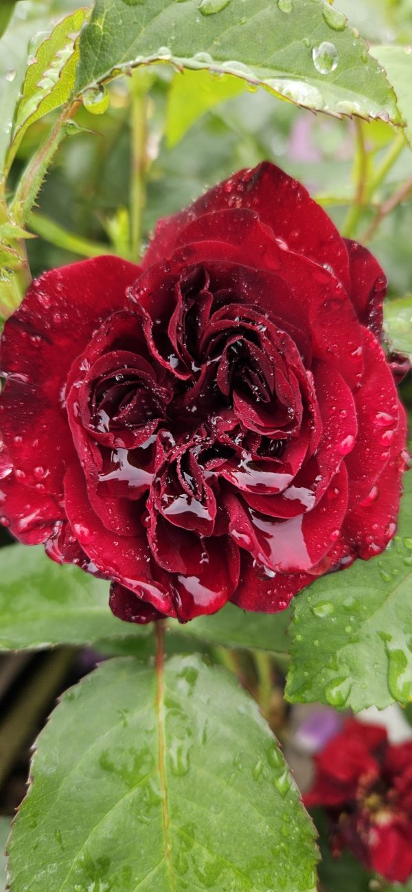 Rosa 'Ruby Celebrations' Rosa 'Ruby Celebrations'