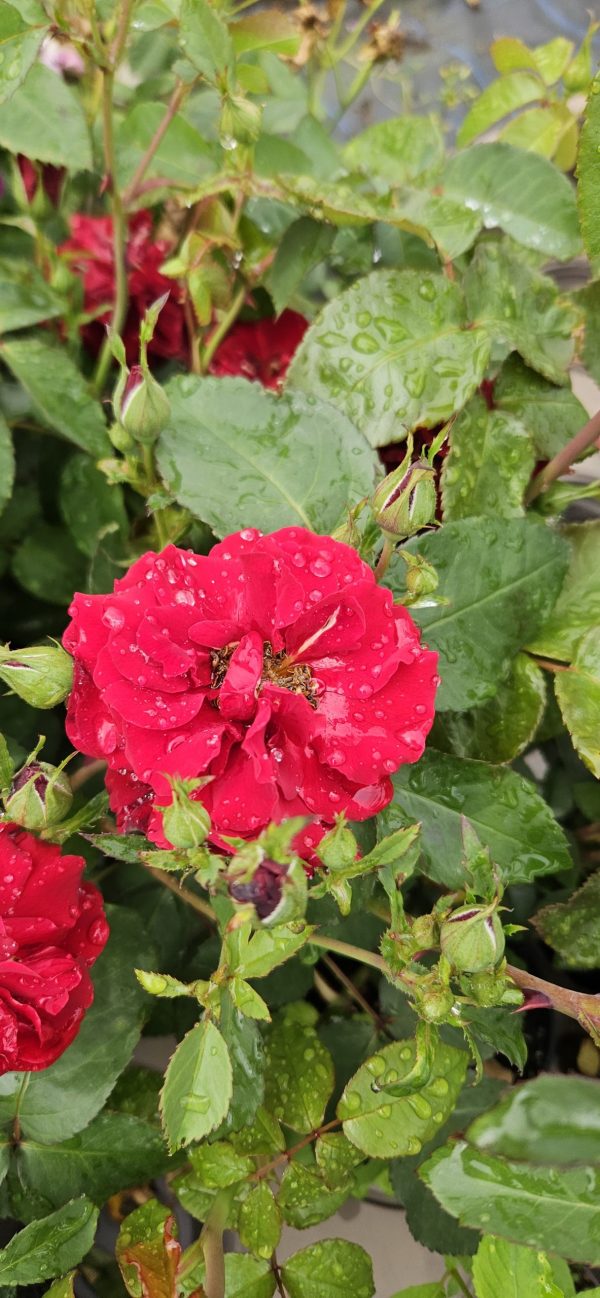 Rosa 'Ruby Celebrations'2 Rosa 'Ruby Celebrations'