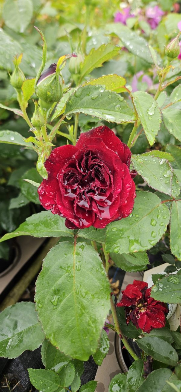 Rosa 'Ruby Celebrations'3 Rosa 'Ruby Celebrations'