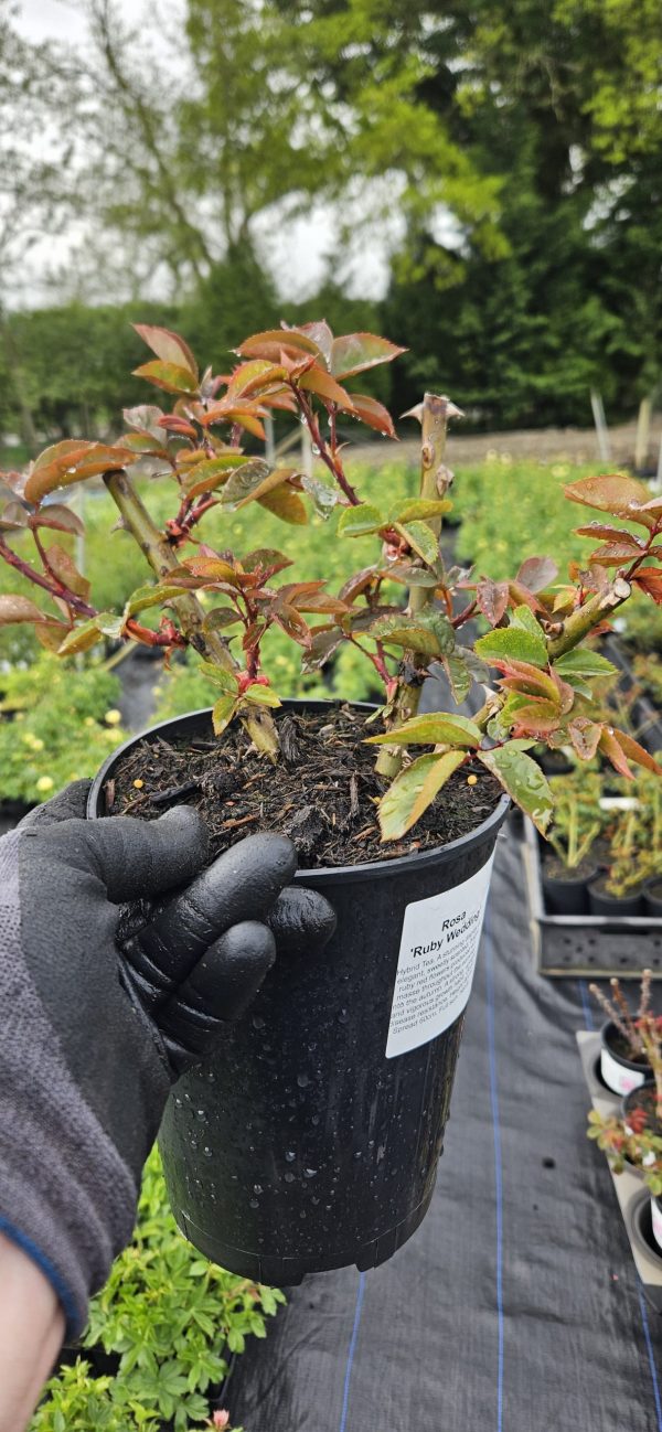 Rosa 'Ruby Wedding'
