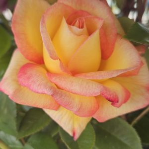 Rosa 'Sheila's Perfume'