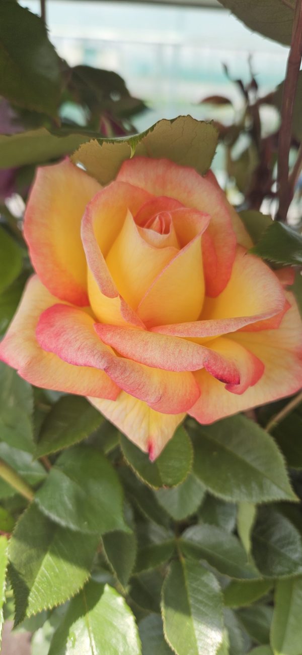 Rosa 'Sheila's Perfume'