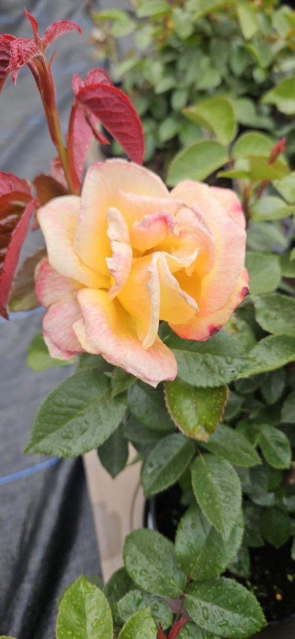 Rosa 'Sheila's Perfume'