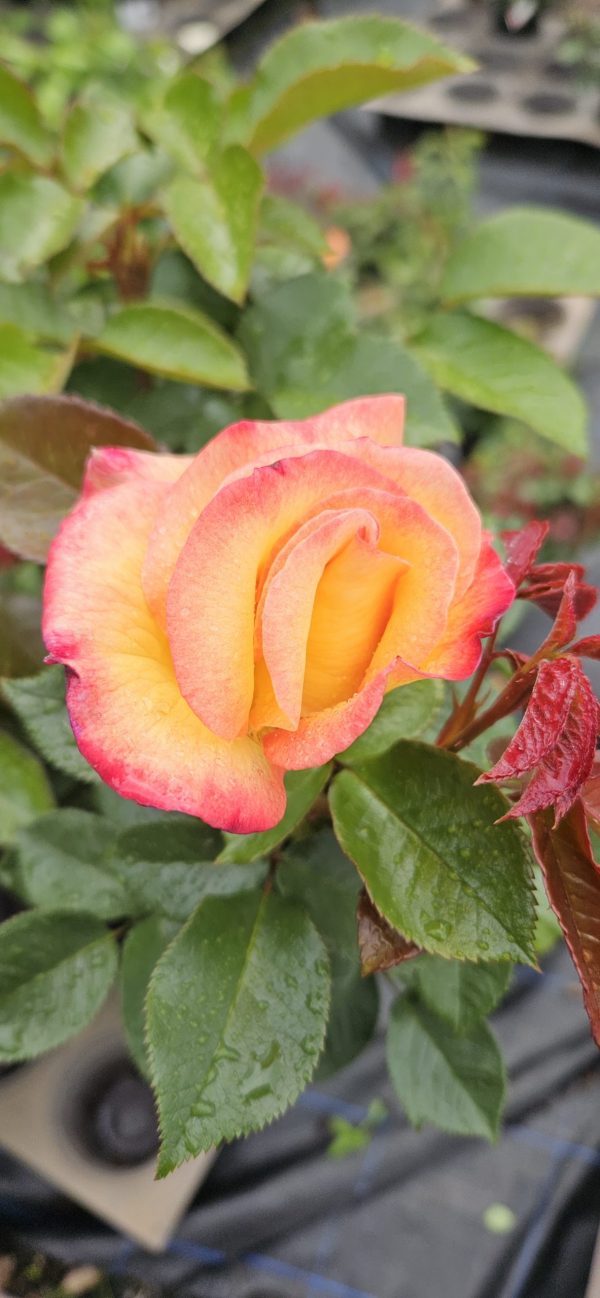 Rosa 'Sheila's Perfume'