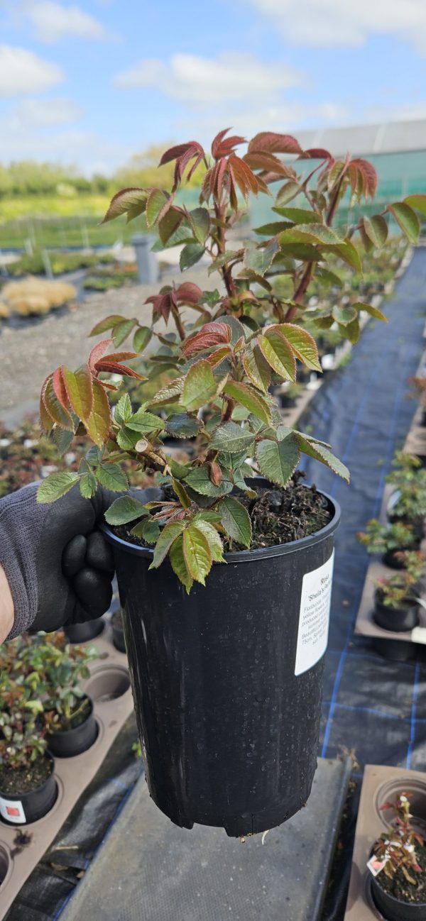 Rosa 'Sheila's Perfume'