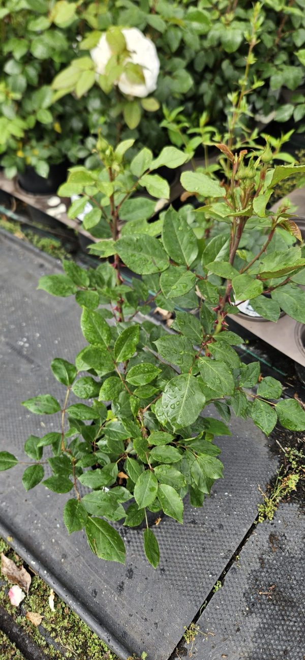 Rosa 'Silver Jubilee' Rosa 'Silver Jubilee'