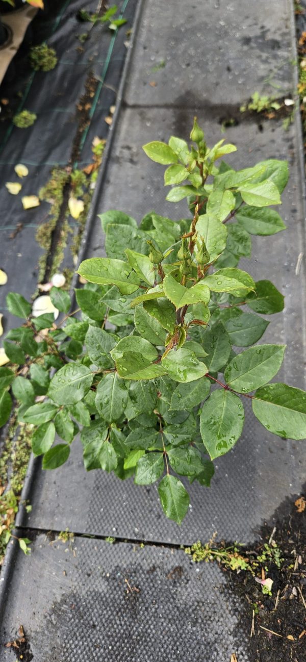 Rosa 'Silver Jubilee'2 Rosa 'Silver Jubilee'