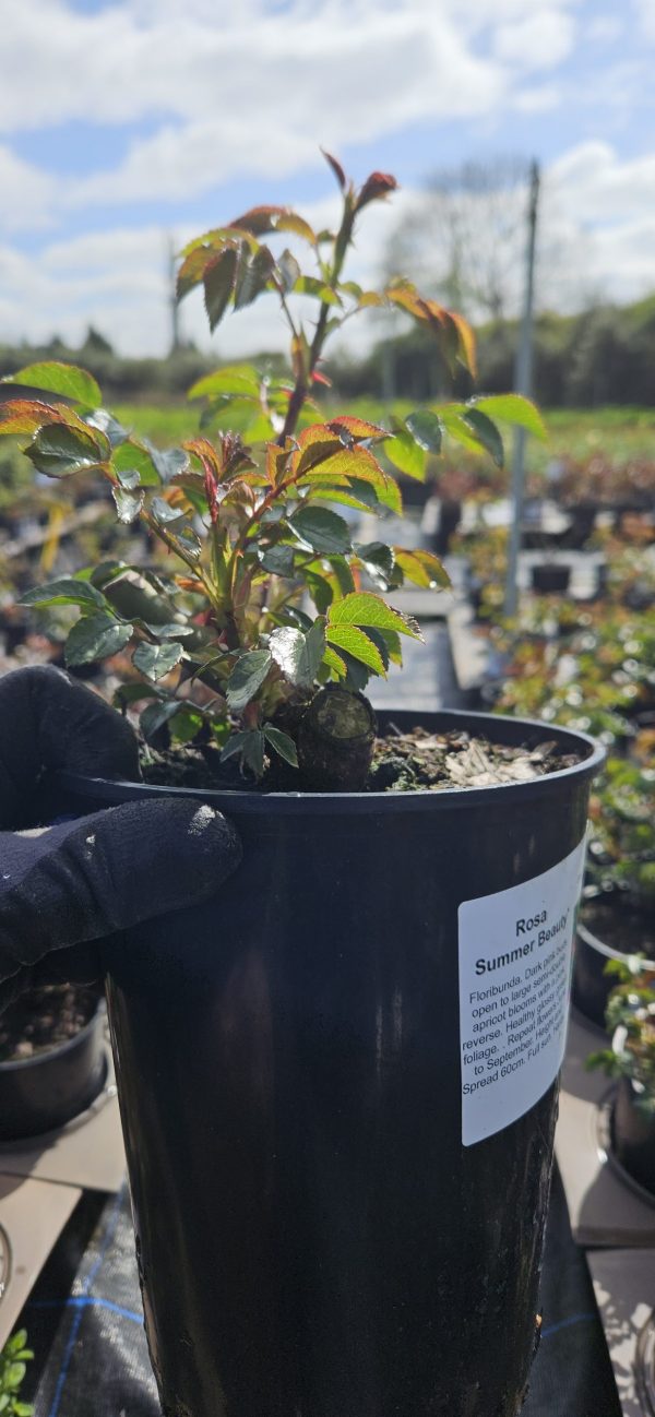 Rosa 'Summer Beauty'