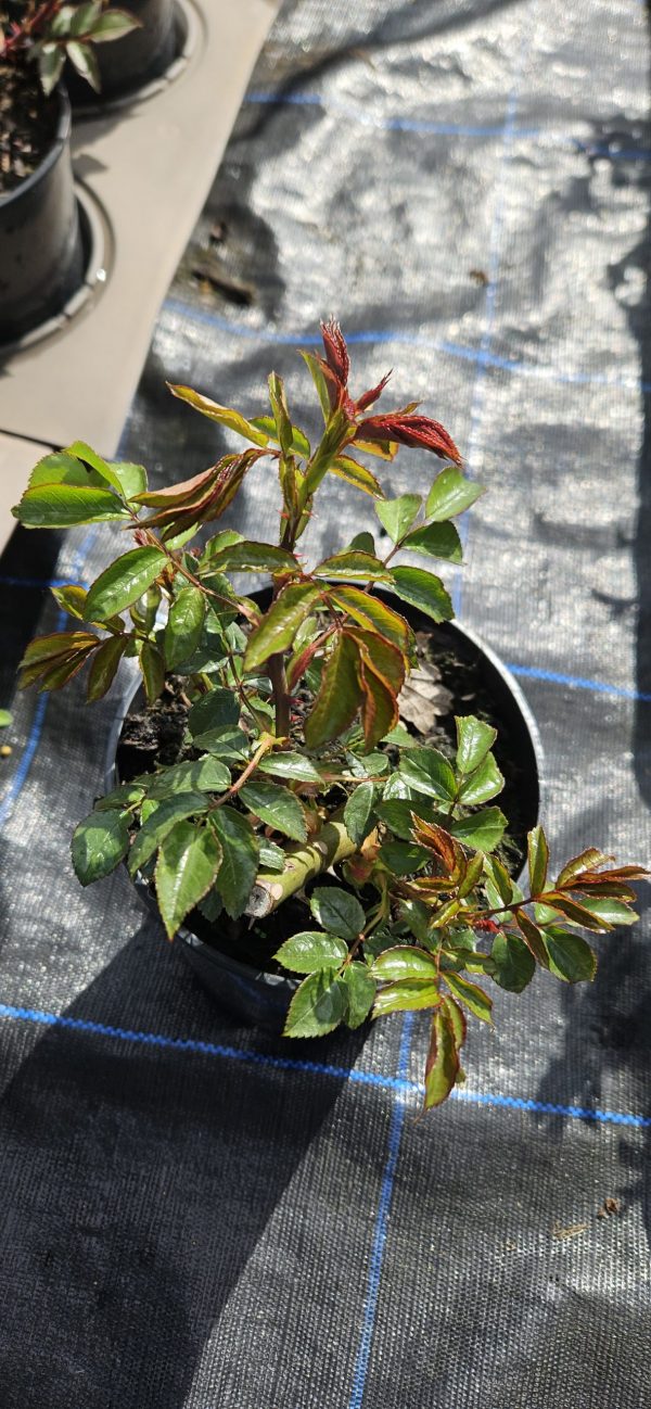 Rosa 'Summer Beauty'