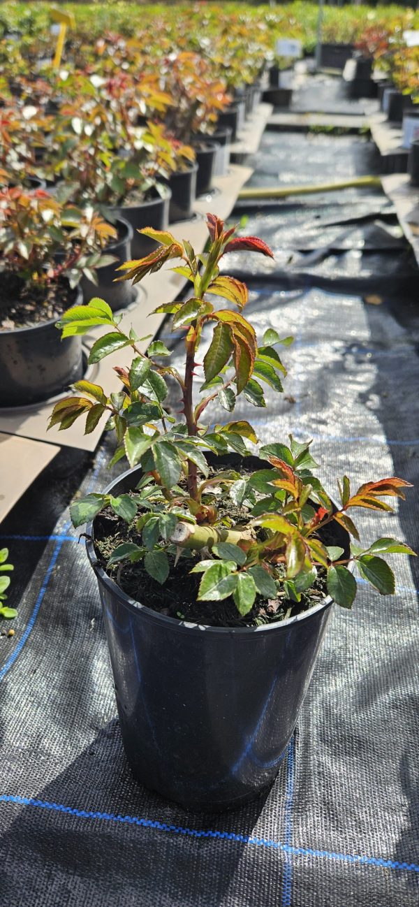 Rosa 'Summer Beauty'