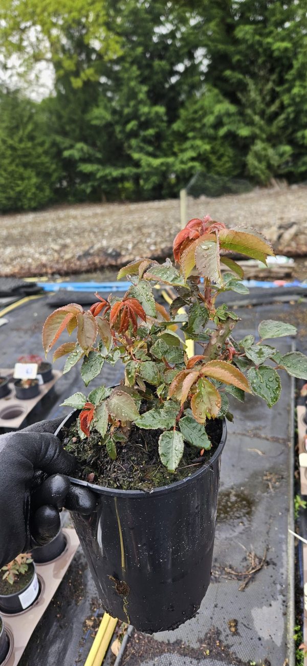 Rosa 'Sunny Sky' Rosa 'Sunny Sky'