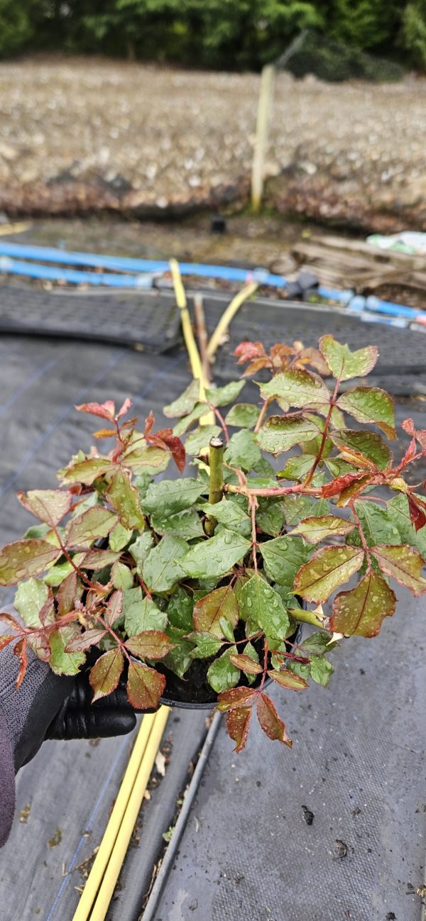 Rosa 'Tequila Sunrise'