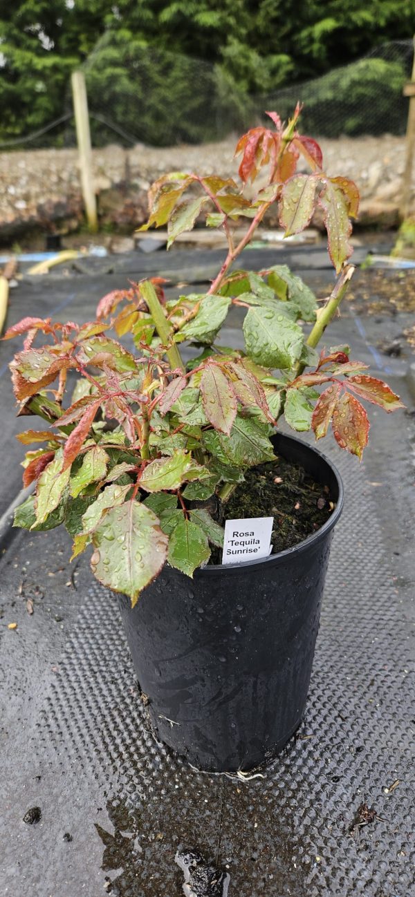 Rosa 'Tequila Sunrise'