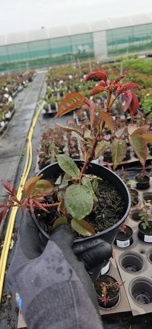 Rosa 'The Diamond Wedding Rose' Rosa 'The Diamond Wedding Rose'