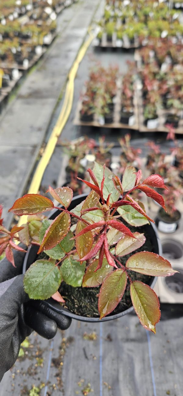 Rosa 'The Diamond Wedding Rose'2 Rosa 'The Diamond Wedding Rose'