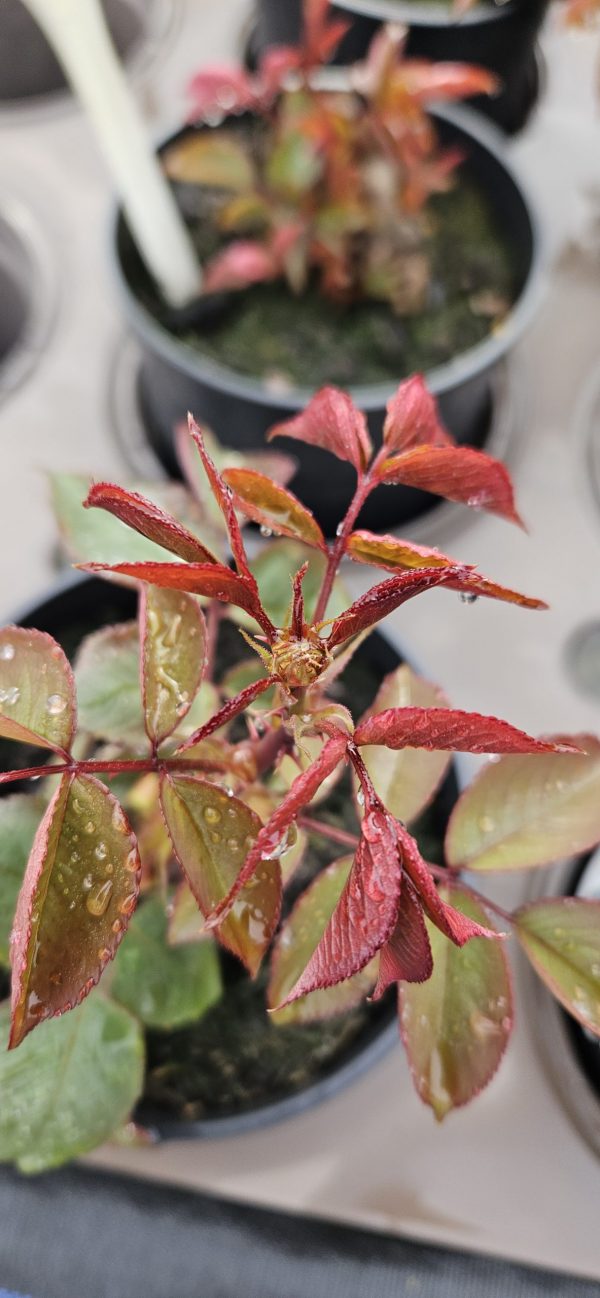 Rosa 'The Diamond Wedding Rose'3 Rosa 'The Diamond Wedding Rose'