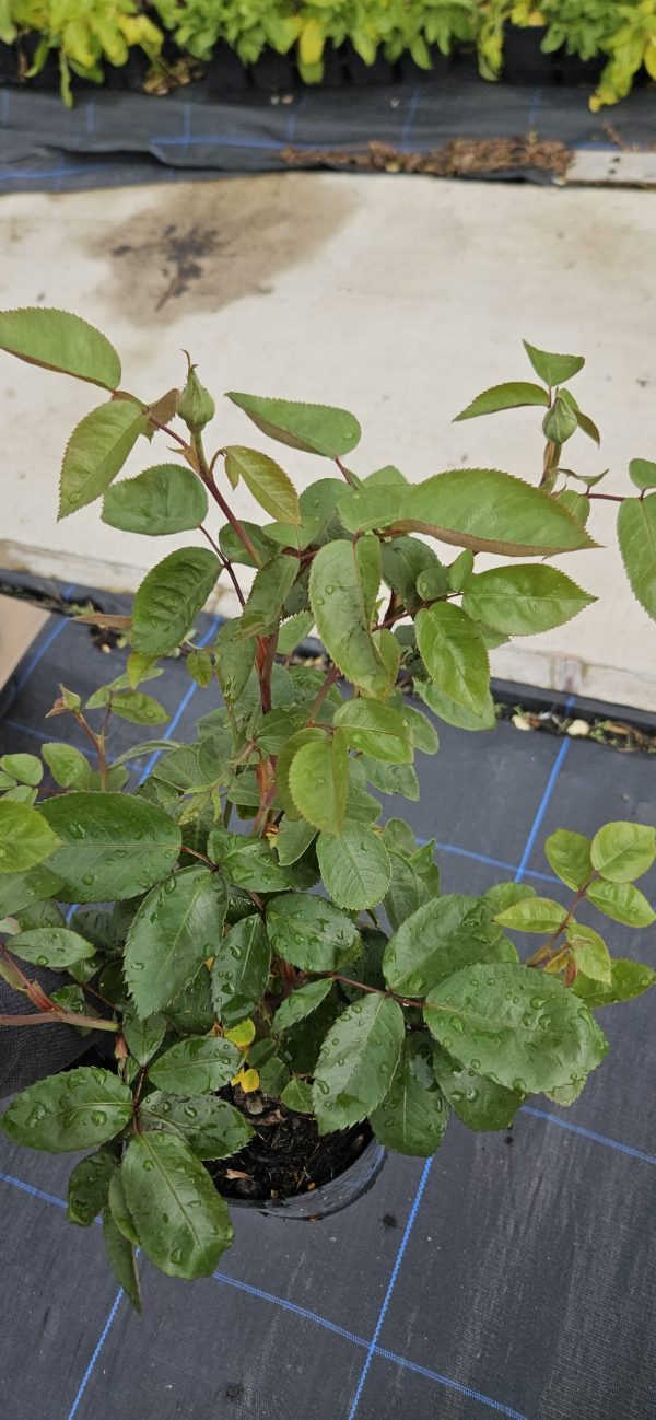 Rosa 'Valentine Heart'