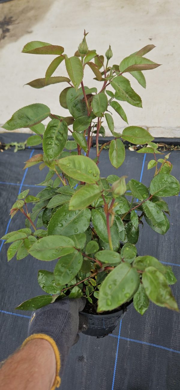 Rosa 'Valentine Heart'