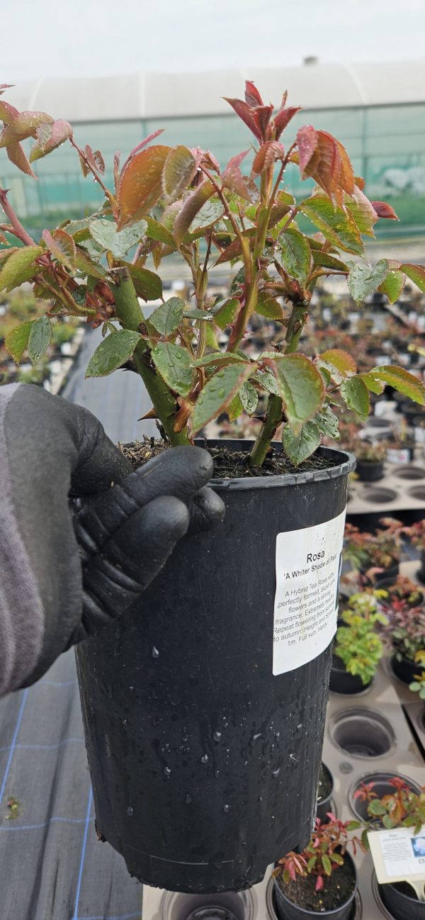 Rosa 'Whiter Shade of Pale'