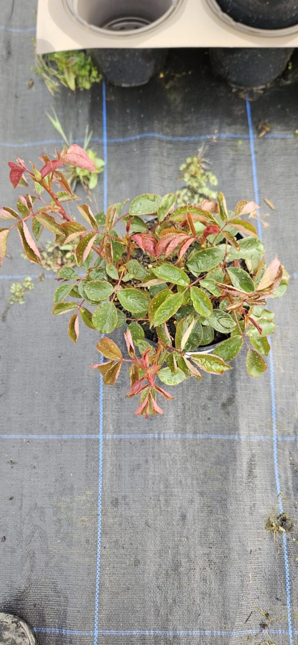 Rosa 'Whiter Shade of Pale'