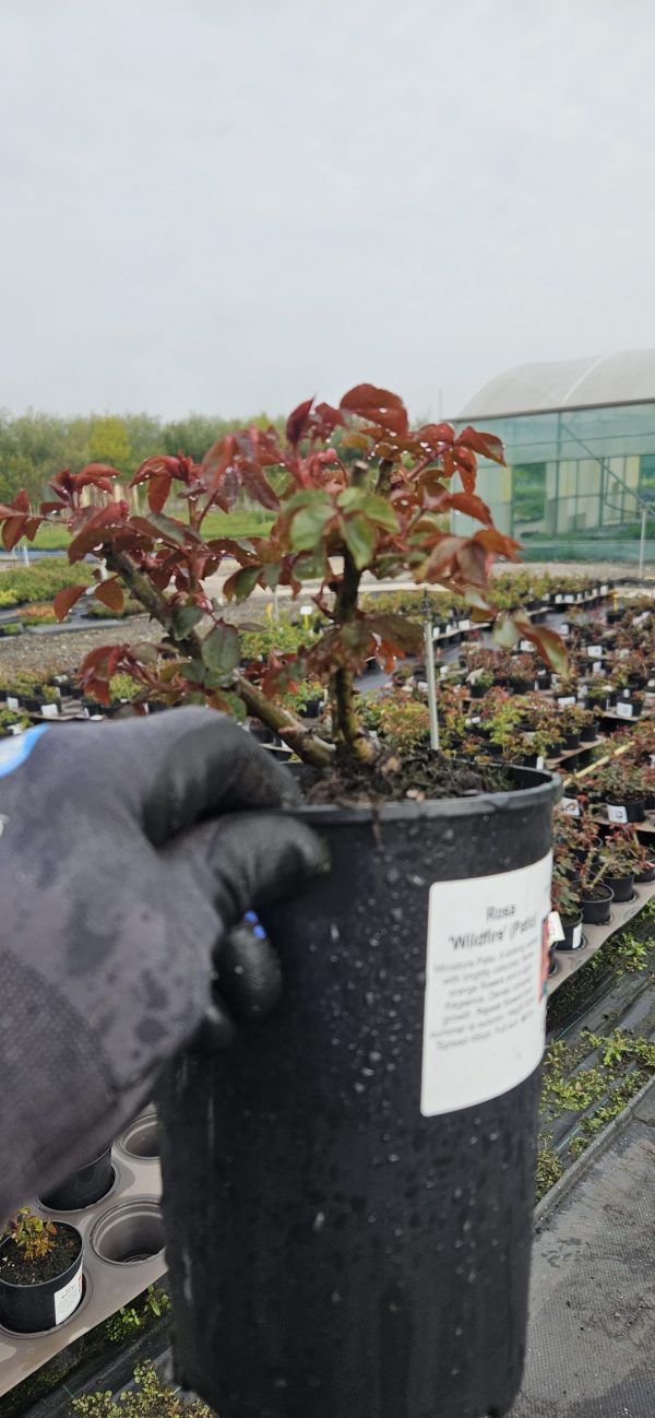 Rosa 'Wildfire'