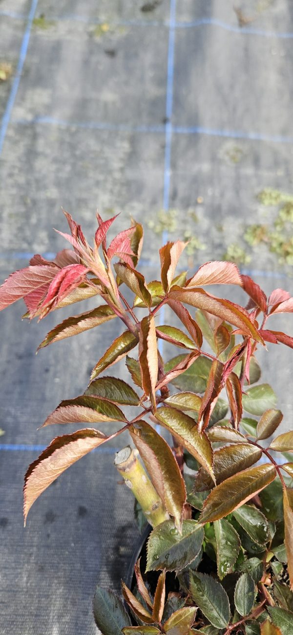 Rosa 'Your Beautiful' Rosa 'Your Beautiful'