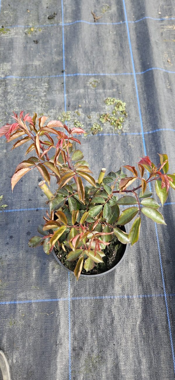 Rosa 'Your Beautiful'2 Rosa 'Your Beautiful'