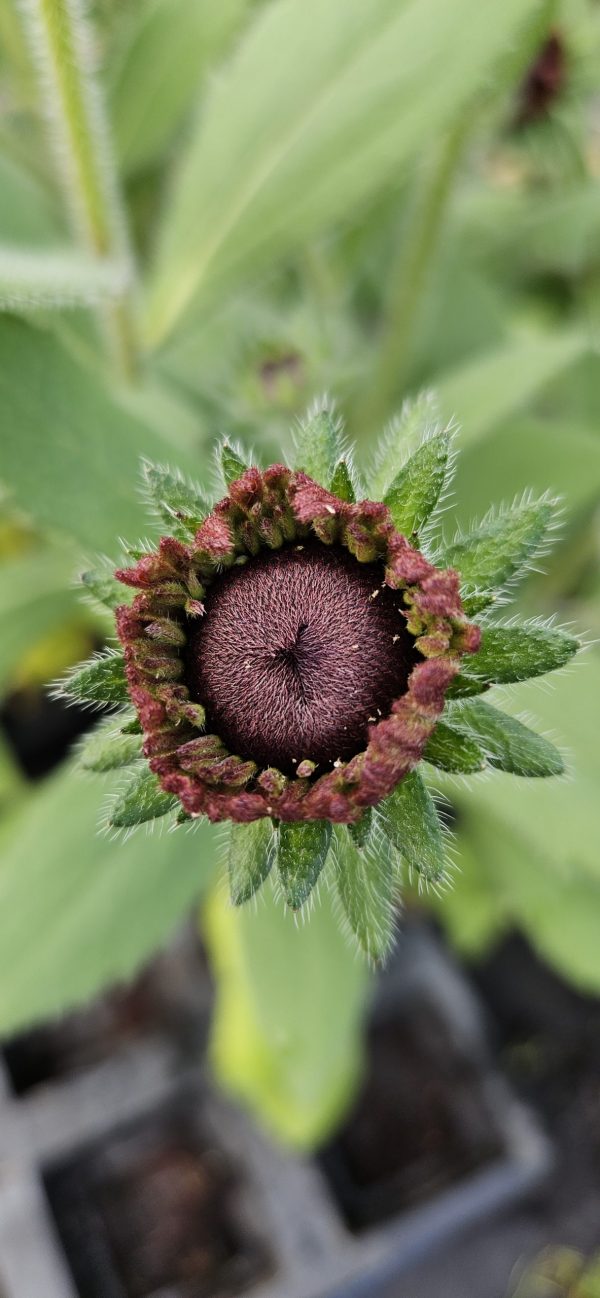 Rudbeckia 'Cherry Brandy'