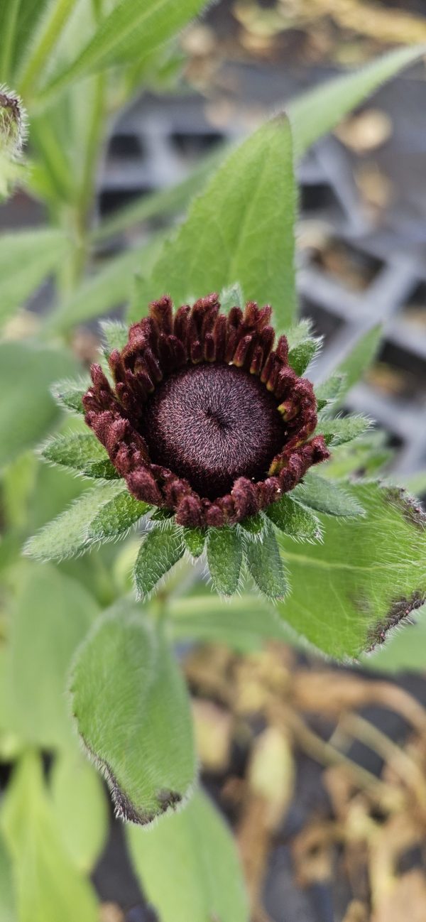 Rudbeckia 'Cherry Brandy'