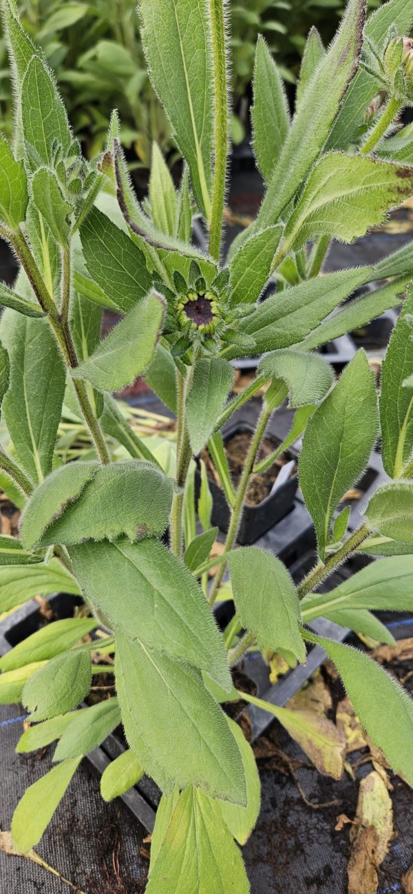 Rudbeckia 'Cherry Brandy'